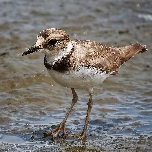 Species Image