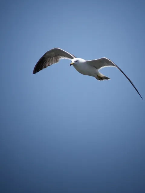 Species Image
