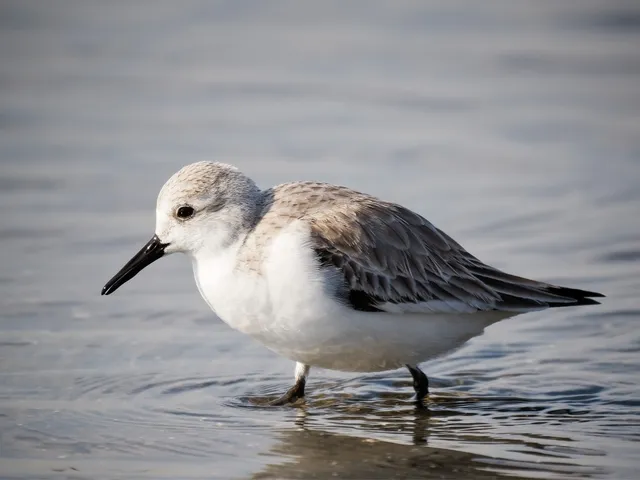Species Image