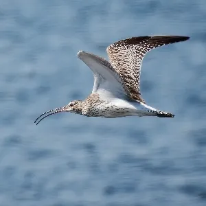 Species Image