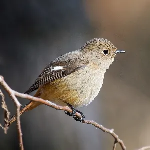 Species Image