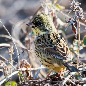 Species Image