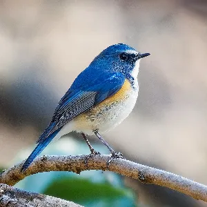 Species Image