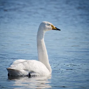 Species Image