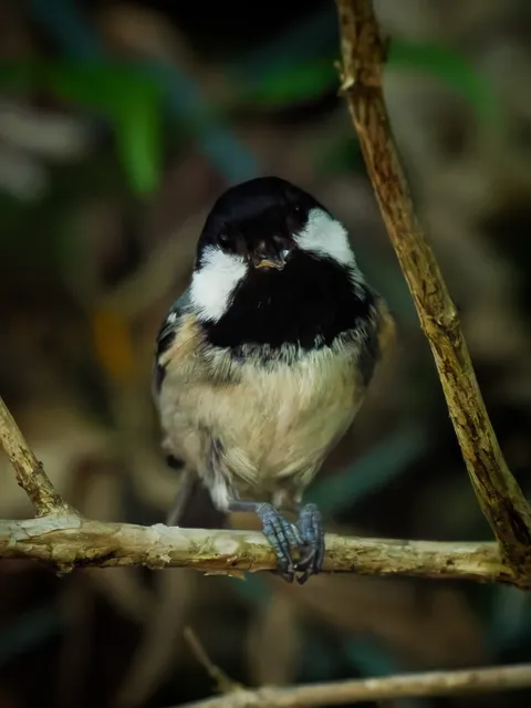 Species Image