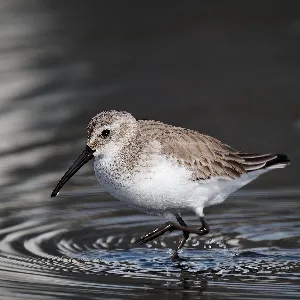 Species Image