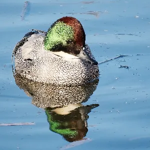 Species Image