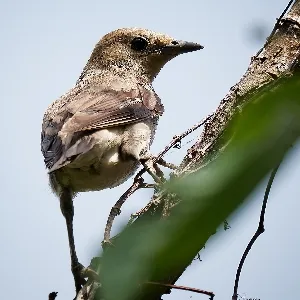 Species Image