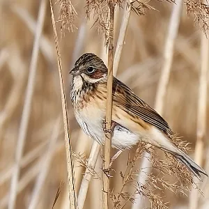 Species Image