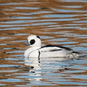 Species Image