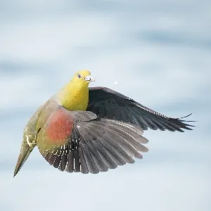Species Image