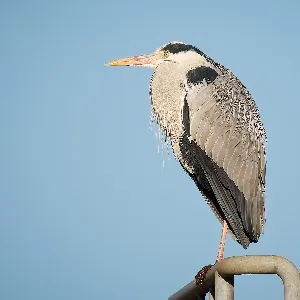 Species Image