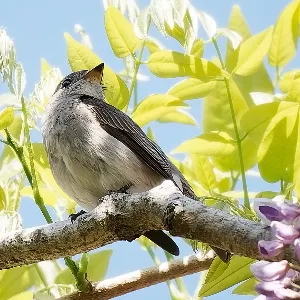 Species Image