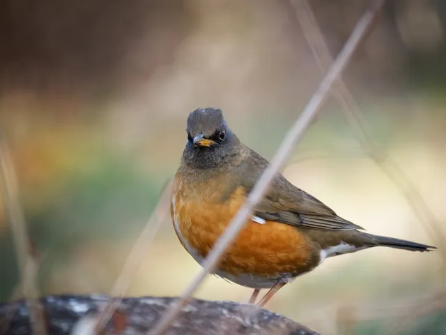 Species Image