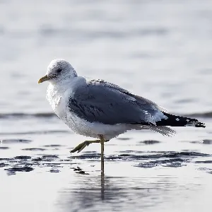 Species Image