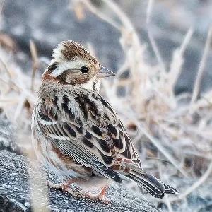 Species Image