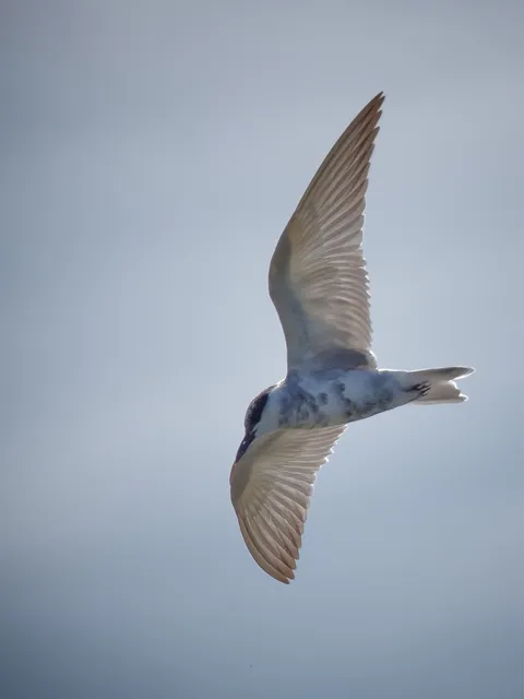 野鳥の写真