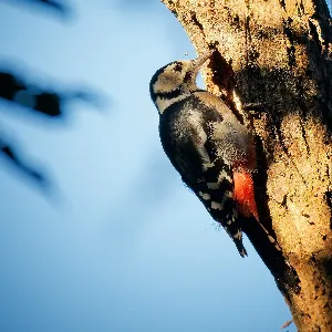 Species Image