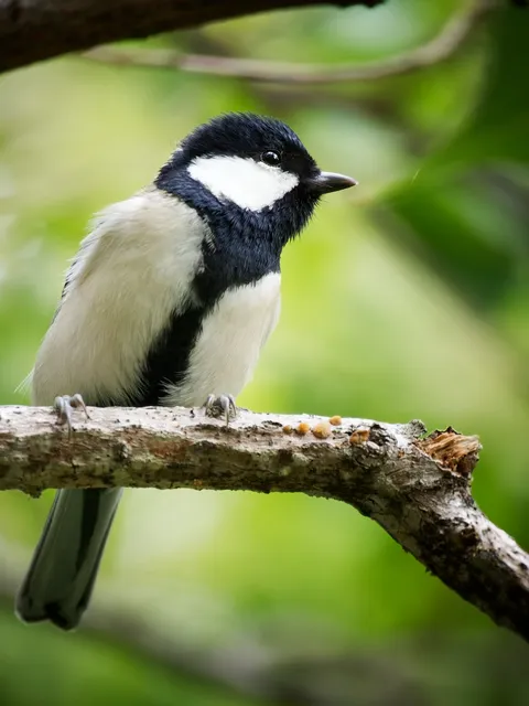 Species Image