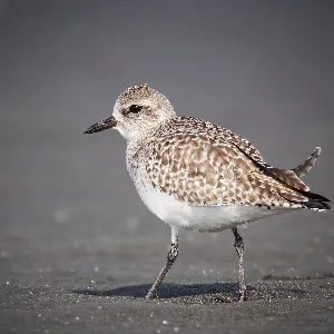 Species Image