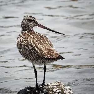 Species Image