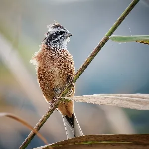 Species Image