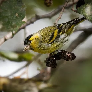 Species Image