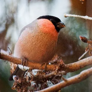Species Image