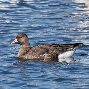 Species Image