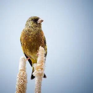 Species Image