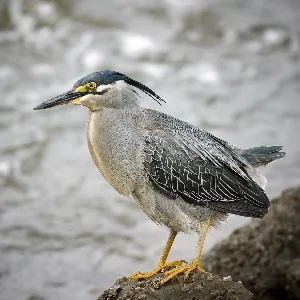 Species Image