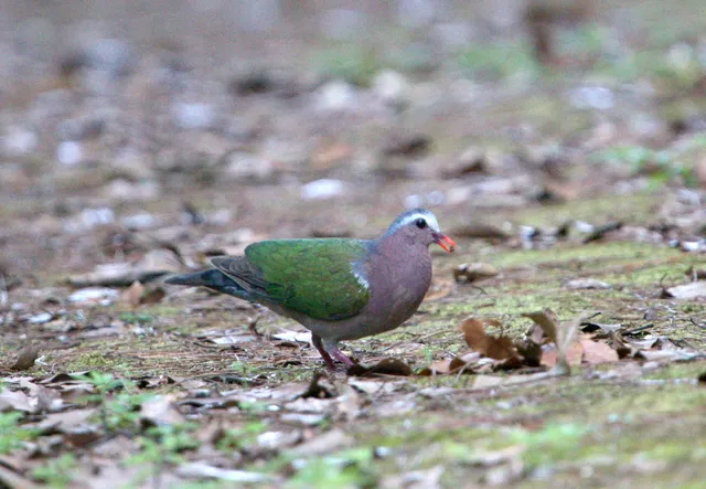Species Image