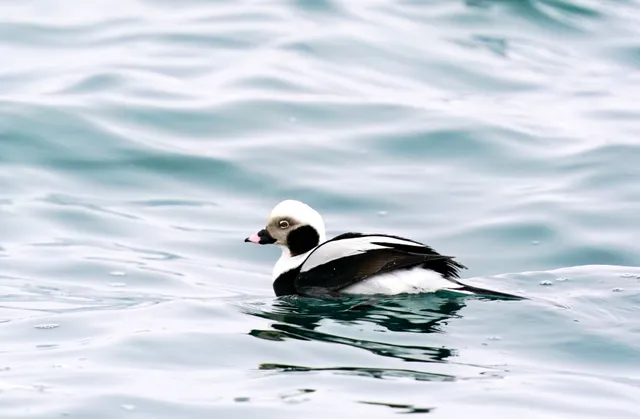 Species Image