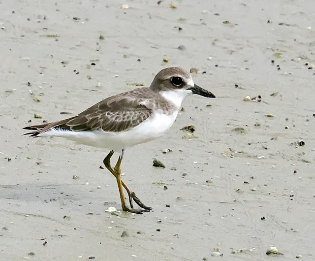 Species Image