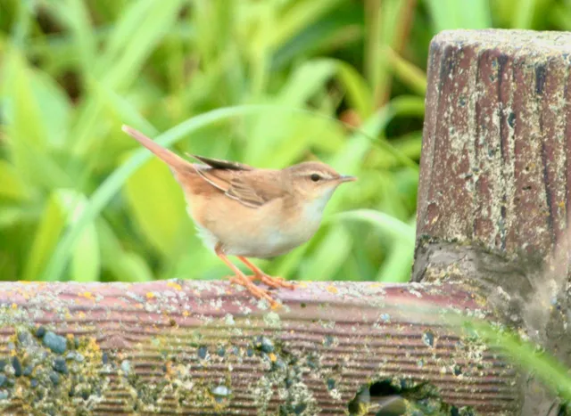 Species Image