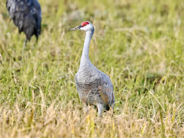Species Image