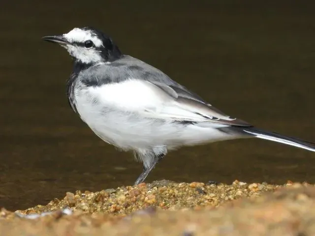Species Image