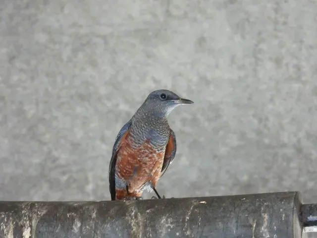 Species Image