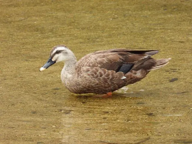 Species Image
