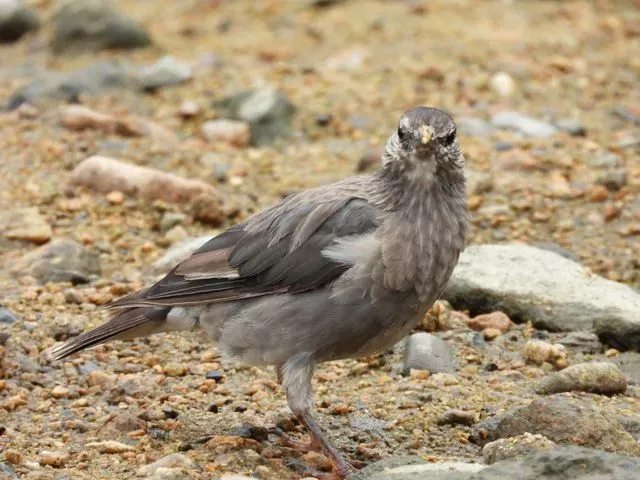 Species Image