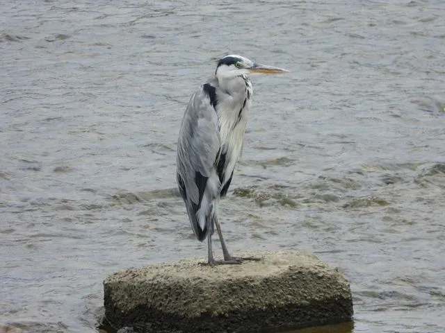 Species Image