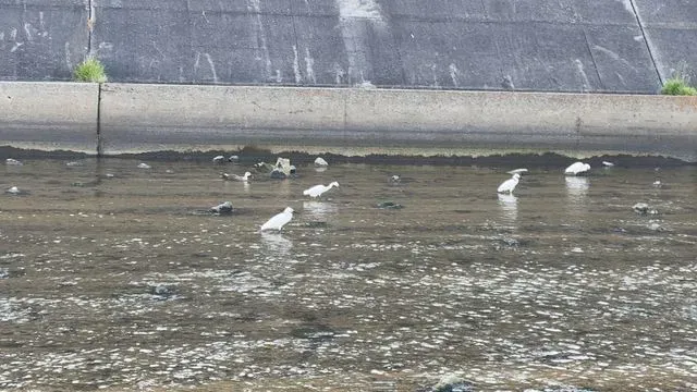 野鳥の写真
