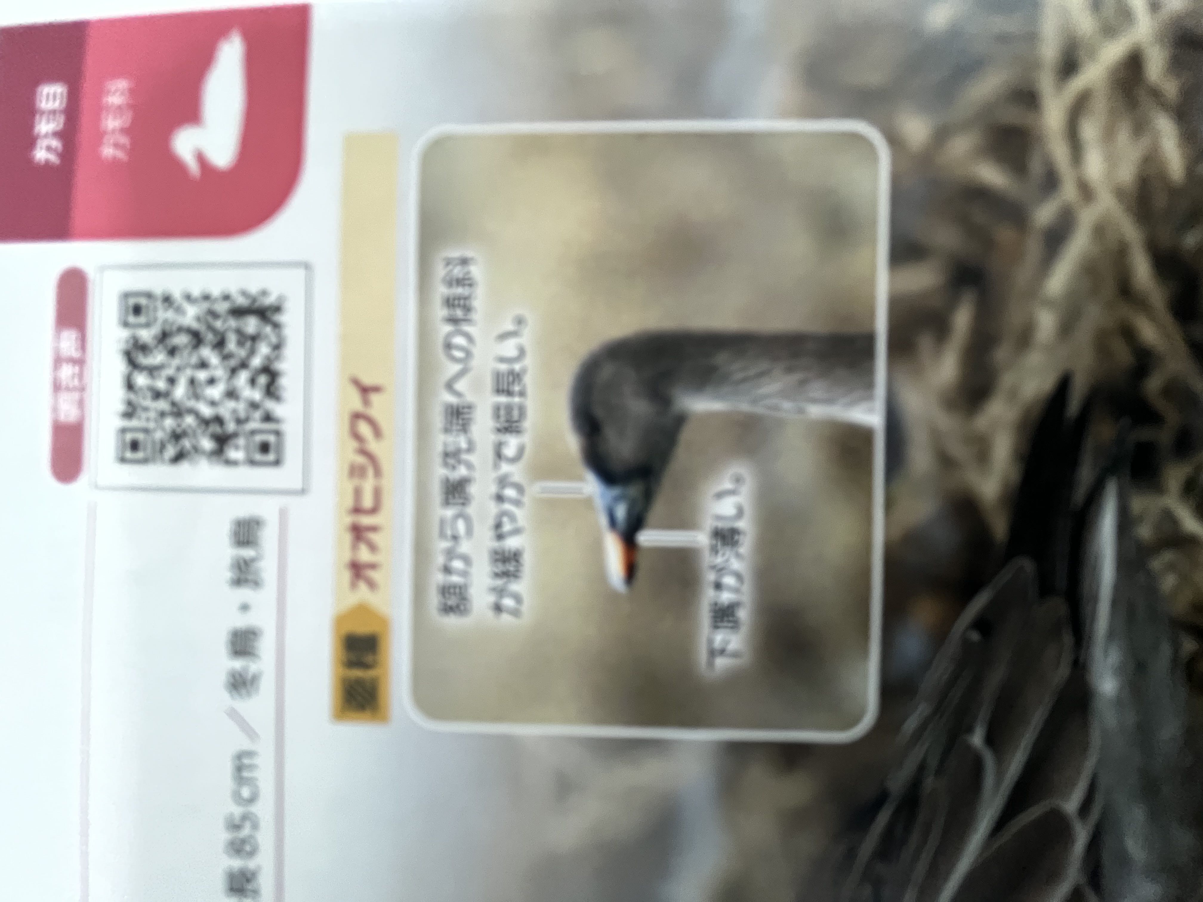 Photo Image