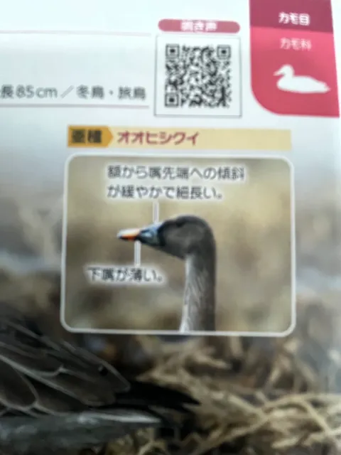 野鳥の写真