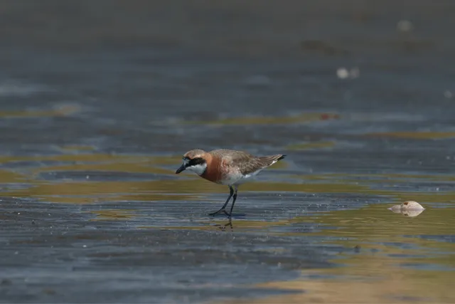Species Image