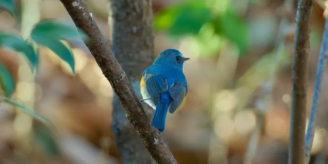 Species Image