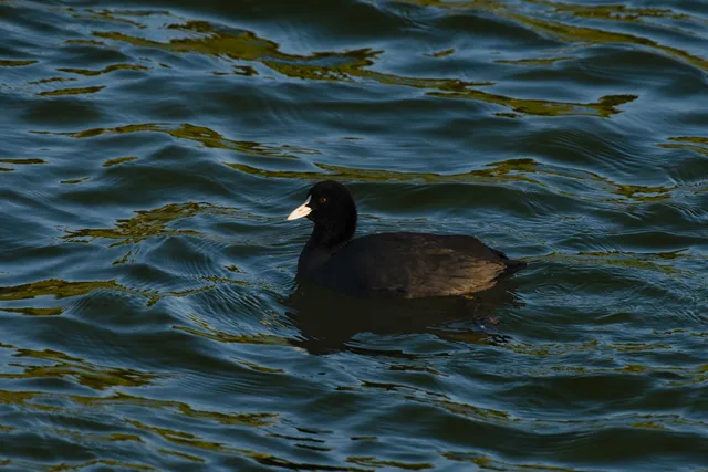 Species Image