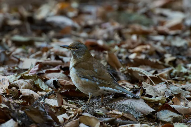 Species Image