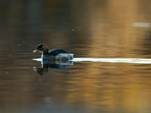 Species Image