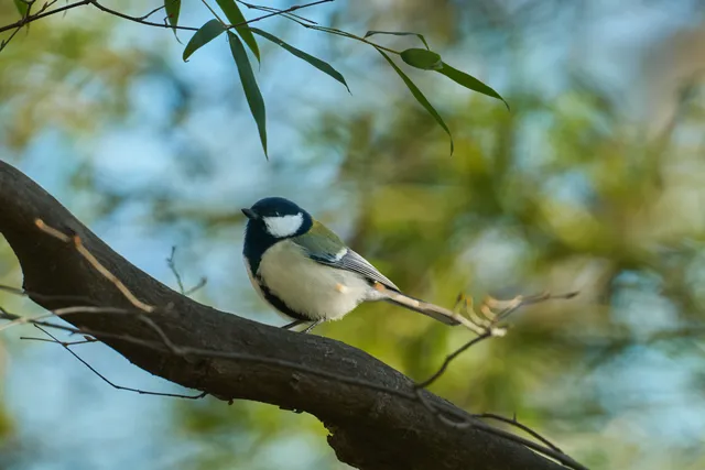 Species Image